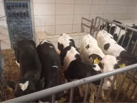 Rundvee (partij, geslacht niet gespecificeerd), Russian Black pied cattle — foto 1