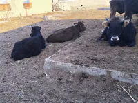 Býk, Russian Black pied cattle — foto 2