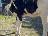 Koe, Holsteinras — foto 2