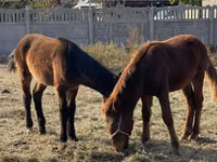 公马, Horses — 照片 3