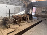 Krava, Swiss cattle — foto 3