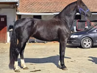 مادیان, Dutch warmblood horse — عکس 1