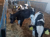 सांड, Russian Black pied cattle — फ़ोटो 2