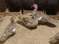 Ducks — sawirka 6