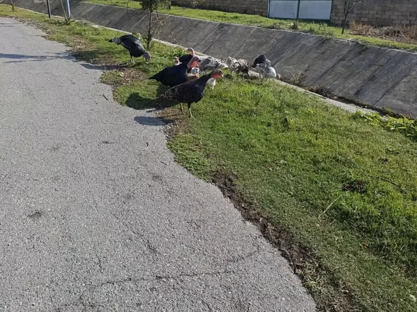 Turkeys
