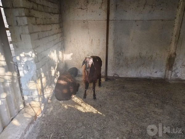 Ram, Sheep — Uzbekistan