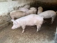 돼지(암수 미지정, 묶음) — 사진 1