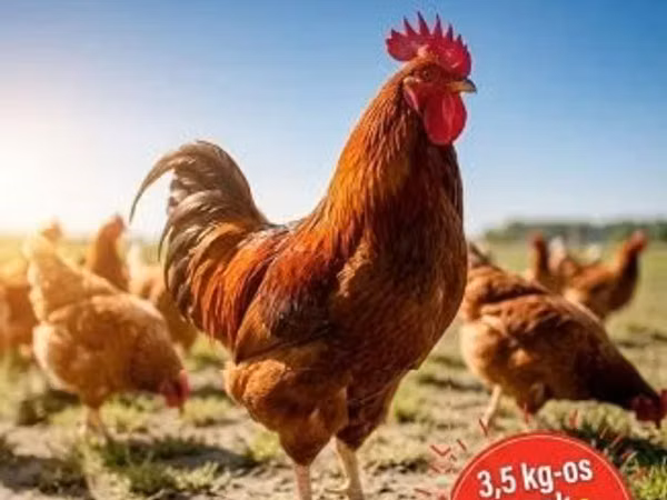 Chickens — Hungary