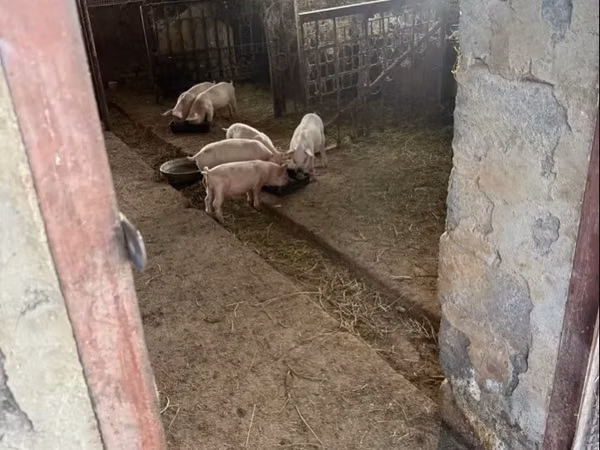 Boar,  — Armenia