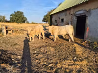 सांड, Charolais cattle — फ़ोटो 2