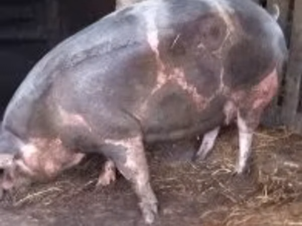Sow,  — Hungary