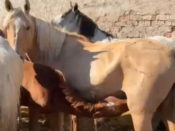 Ձի, Kazakh horse