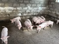 Boar, Pigs — photo 1