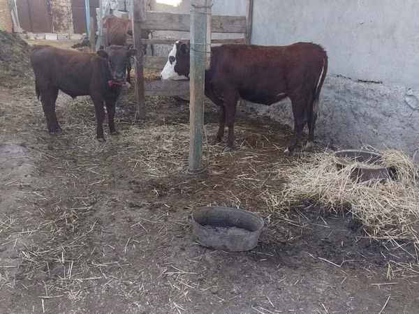 Cow, Cattle — Uzbekistan