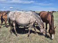 Mare, Kazakh horse — photo 2