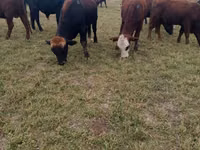 Banteng, Swiss cattle — foto 1