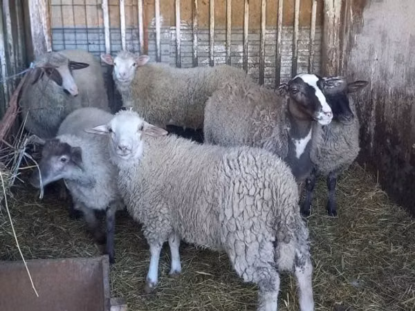 Ram, Sheep