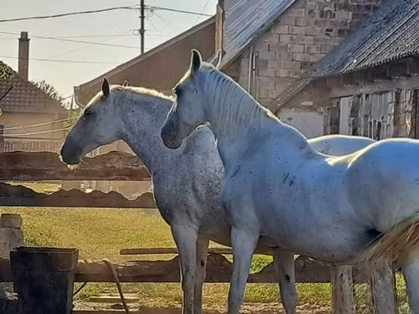 Mare, Lipizzaner — Hungary