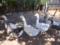Geese — عکس 2