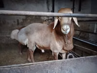 แกะตัวผู้, Arashan sheep — รูปภาพ 2