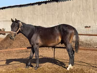 Cavalla, Cavalli — foto 1