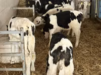 Bovini (lotto, sesso non specificato), Simmental cattle — foto 4