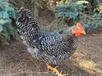 Chickens — ፎቶ 1