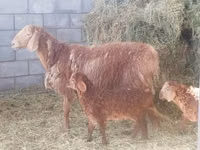 Ram, Hissar sheep — photo 1