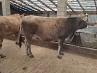 Vacă, Swiss cattle — foto 2