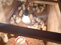 Chickens — zdjęcie 3