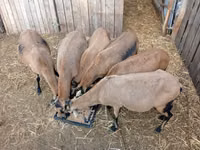 Kondoo jike, Cameroon sheep — picha 3