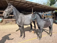 Mare, Friesian — photo 5
