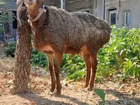 Ram, Sheep — photo 1