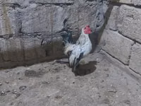 Bantam Jepun — foto 5