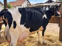 Cow, Holstein breed — photo 1