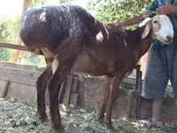 公羊, Sheep — 照片 3