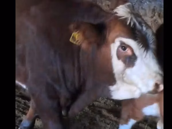 公牛, Kazakh White-headed cow — 哈萨克斯坦