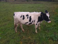 Krava, Russian Black pied cattle — fotografija 4