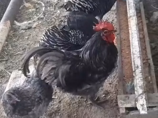 Chickens — አዘርባጃን