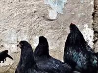 Chickens — تصویر 4