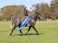 Horse (M), Hunter — photo 6