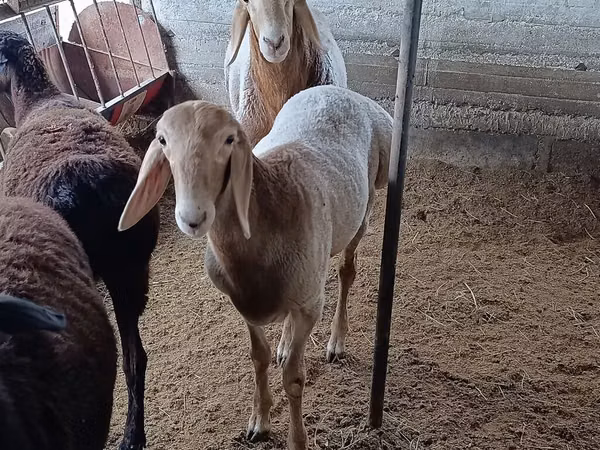 Ram, Arashan sheep — Kyrgyzstan