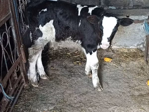 Bull, Russian Black pied cattle — Moldova