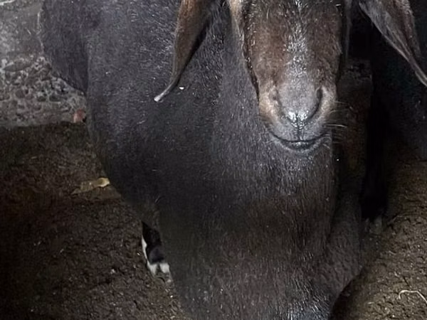 Kambing jantan, Sheep — Uzbekistan