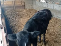 Bull, Swiss cattle — photo 2