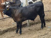 Toro, Simmental cattle — foto 2