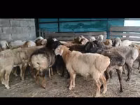 گوسفند (گروه، جنسیت مشخص نشده), Arashan sheep — عکس 1