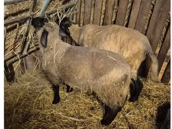 แกะตัวผู้, White Suffolk sheep — ฮังการี