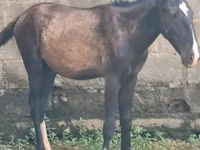 马匹（批次，未指定性别）, Horses — 照片 8