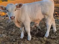 Byk, Charolais cattle — zdjęcie 4